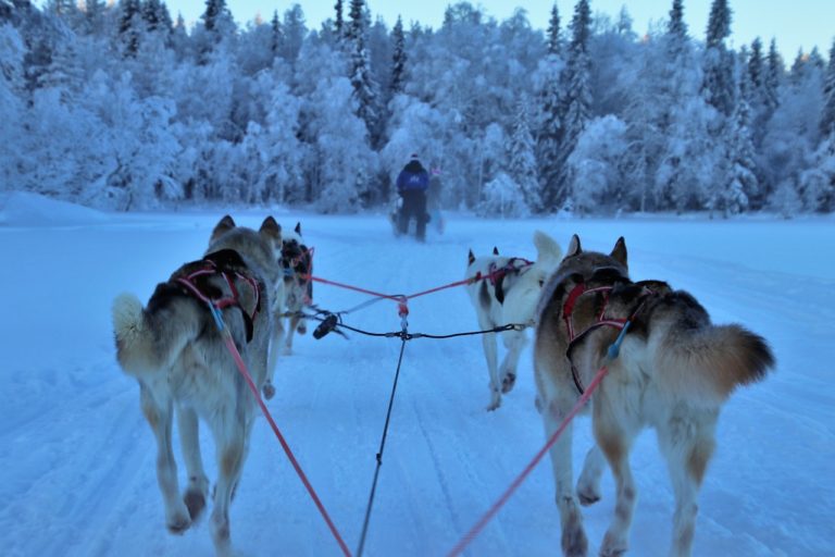 sled, race, snow-3953650.jpg